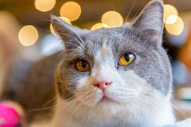 《最后生还者2》《地平线：西之绝境》制作成本均超2亿美元